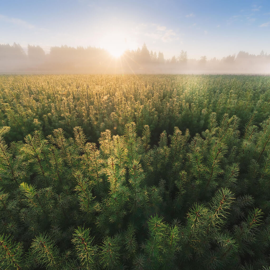 A picture from Mast Reforestation